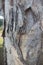 Natural textures. Paperbark tree (Melaleuca quinquenervia) trunk bark closeup.