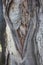 Natural textures. Paperbark tree (Melaleuca quinquenervia) trunk bark closeup.