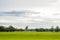 Natural Thai rice field with famer\'s hut under coconut tree, look from the angle of sight