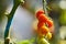 Natural tomatoes growing on a branch in a greenhouse.