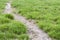 Natural trail along the flower field.