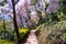 Natural Trail with Beautiful Wild Himalayan Cherry Trees in Chiangmai Province