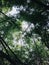 Natural tree in the bamboo forest