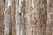 Natural tree bark plank texture background