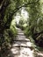 Natural tree  tunnel formed around stairs in dharamshala