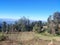 Natural trees and mountain vally