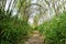 Natural trellis tunnel arches overhead with early spring growth