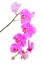 Natural tropical beauty branch of violet orchid flowers