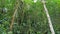 natural tropical forest, lush verdant plants., video