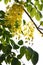 The natural tropical green tree leafs and yellow flowers with tree brunch in Asia summer time on the white background