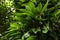 Natural tropical leaves. Pattern. Exotic beautiful plants