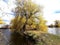 Natural trunk of willow between two lakes  on a narrow track. Early spring