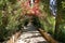 Natural Tunnel created with flowers and branches