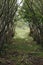 Natural tunnel in forest.