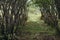 Natural tunnel in forest.