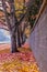 Natural tunnel formed by an alley of an autumn trees and a brick wall.