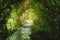 Natural tunnel in tropical jungle forest