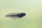 Natural underwater view on a tadpole or pollywog larval stage swimming in water with algeas