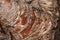 Natural uneven brown-red surface of tree bark with radial fibers as background.