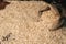 Natural unpolished brown rice on wooden table