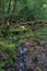 Natural and unscathed forest in Sigulda city, Latvia - portrait