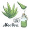 Natural Vector Aloe vera illustration objects