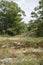 Natural vegetation on glacial bedrock at Torrance Barrens