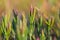 Natural vegetation growing on the ground in swamp. Flora in natural habitat of wetlands