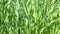 Natural vegetative screensaver from green shoots of corn