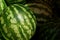 Natural vegetative texture of large round striped watermelons