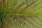 Natural vegetative texture from a piece of a large colored leaf