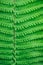 natural vertical textured green background from branches and leaves of a fern