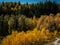 Natural view of the autumnal forest at Big Hills Springs Provincial Park in Alberta, Canada