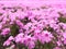 Natural view of beautiful pink moss phlox shiba-sakura field in shibazakura festival in front of Mt Fuji, Fujikawaguchiko,