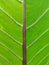 Natural view of large green leaf vein patterns structure of tropical plants at the park.