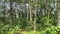 Natural view. Nature landscape. A Tropical Homogeneous forest in the morning