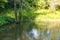 Natural view on a rural pond and a green forest. Small lake with swimming ducks