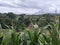 natural view of small Indonesian mountains in a village in South Sulawesi