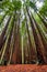 Natural view of tall trees in Red Wood Forest, Victoria, Australia