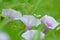 Natural View White Purple Flowers Of Kangkung Or Ipomoea Aquatica Or Water Spinach Among Leaves