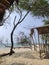 Natural view of white sand beach with some big trees around. for natural background and wallpaper.