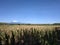 natural views of mountains and fields of corn