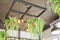 Natural and vintage light bulb interior with hanging fern pot in cafe for relaxation