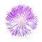 Natural violet cornflower flower isolated