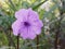 Natural violet flower and leaves green garden