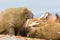 Natural walruses odobenus rosmarus lying on sandy beach