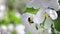 Natural wasp pollen beautiful apple tree white flowers organic spring garden blossom closeup