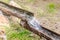 Natural water flowing into bamboo pipes.