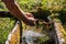 Natural water spring, human hands taking fresh water that flows through wooden pot