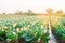 Natural watering of agricultural crops, irrigation. cabbage plantations grow in the field. vegetable rows. farming agriculture